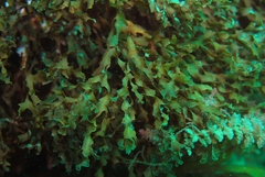 Zonaria spiralis