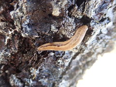 Prophysaon vanattae