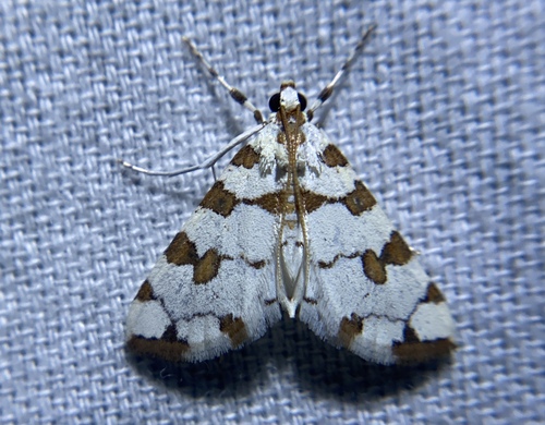 Eight-barred Lygropia Moth photo 2