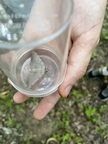 Moon-lined Moth photo 3