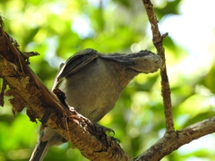 Philemon buceroides yorki