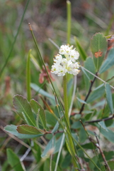 Triantha glutinosa