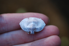 Cryptolithodes sitchensis