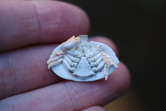 Cryptolithodes sitchensis