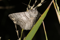 Hypobapta diffundens