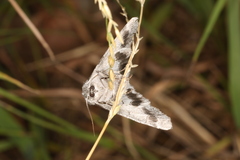 Hypobapta diffundens