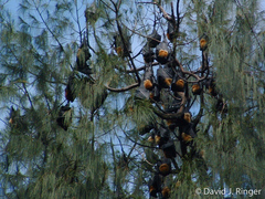 Pteropus conspicillatus