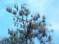 Pteropus conspicillatus