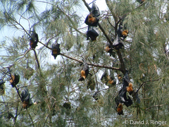 Pteropus conspicillatus