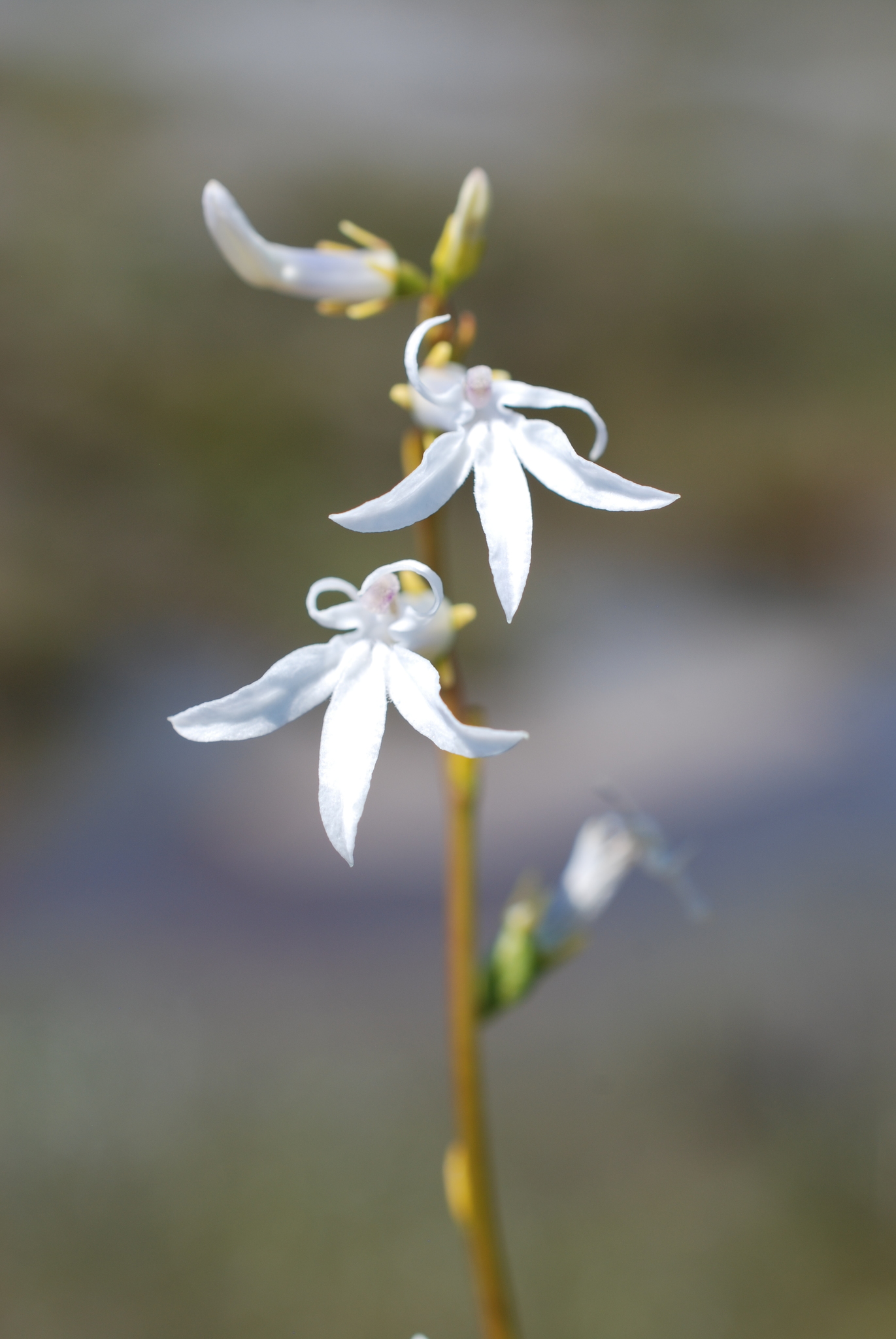 Lobelia dortmanna