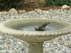 Setophaga coronata