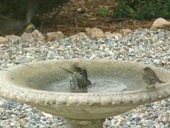 Setophaga coronata