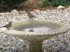 Setophaga coronata
