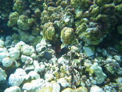 Ctenochaetus strigosus