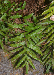 Blechnum minus