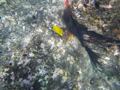 Forcipiger longirostris