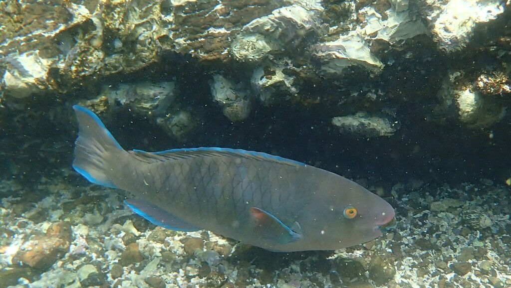 Persian parrotfish (Scarus persicus) — Scaridae