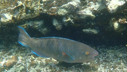 Persian parrotfish (Scarus persicus) — Scaridae
