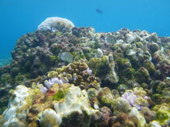Chaetodon multicinctus