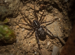 Nyssus albopunctatus