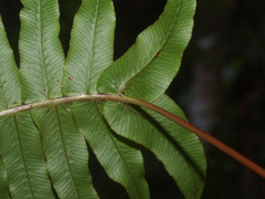 Cranfillia vulcanica