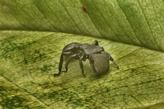 Cephalotes basalis