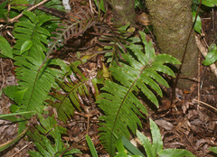 Cranfillia vulcanica