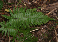 Cranfillia vulcanica