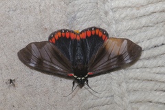 Dysschema leucophaea