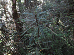 Pseudopanax linearis