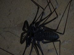 Acanthophrynus coronatus