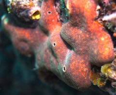 Polysyncraton