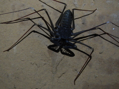 Acanthophrynus coronatus