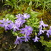 Primula tenuiloba - Photo (c) Suresh Ghimire, alguns direitos reservados (CC BY-NC), uploaded by Suresh Ghimire