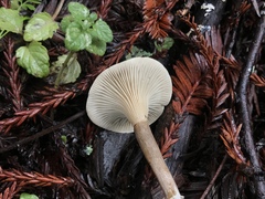 Spodocybe trulliformis