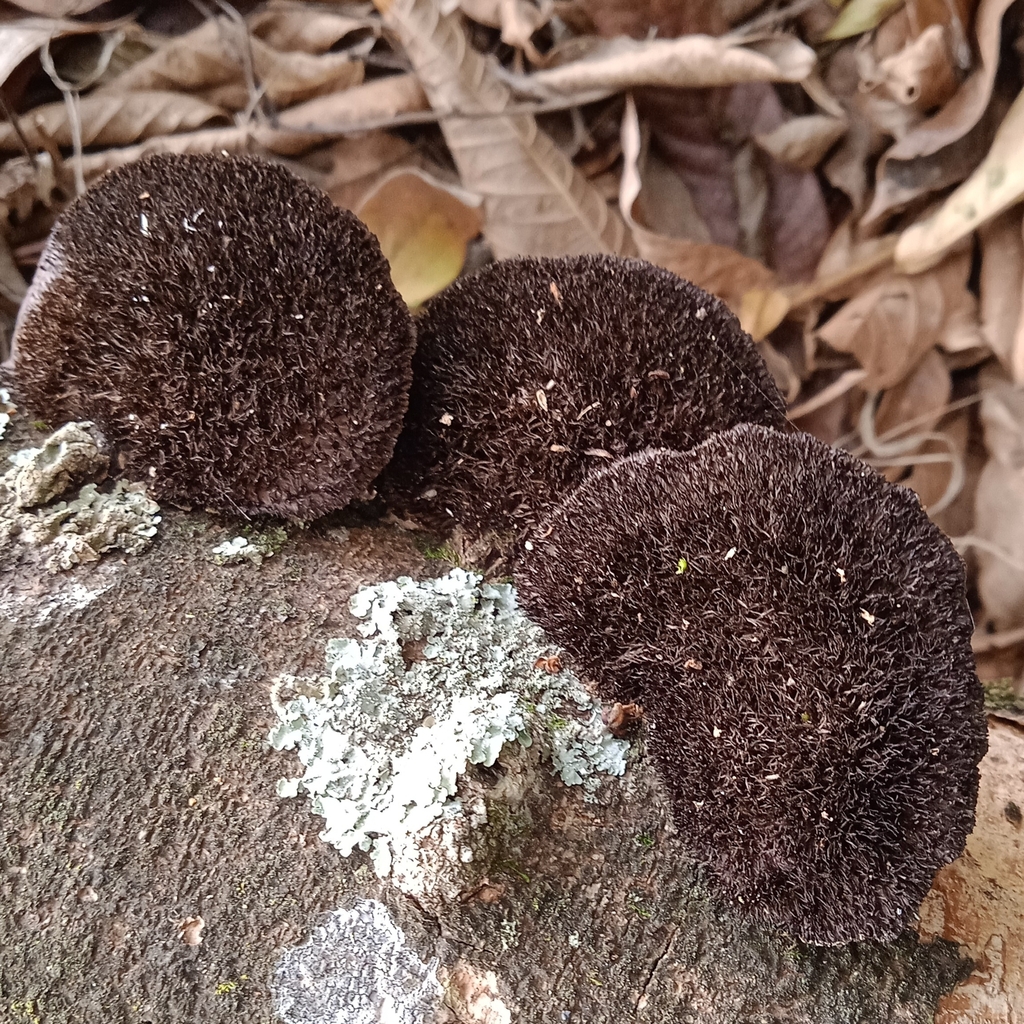 Hexagonia hydnoides · July 2023 · photo: © deniszabin (iNaturalist, cc-by)