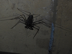 Acanthophrynus coronatus