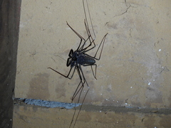 Acanthophrynus coronatus