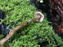 Pseudobaeospora stevensii