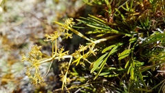 Aciphylla monroi