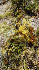 Aciphylla monroi