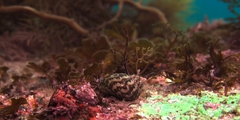 Phasianella ventricosa