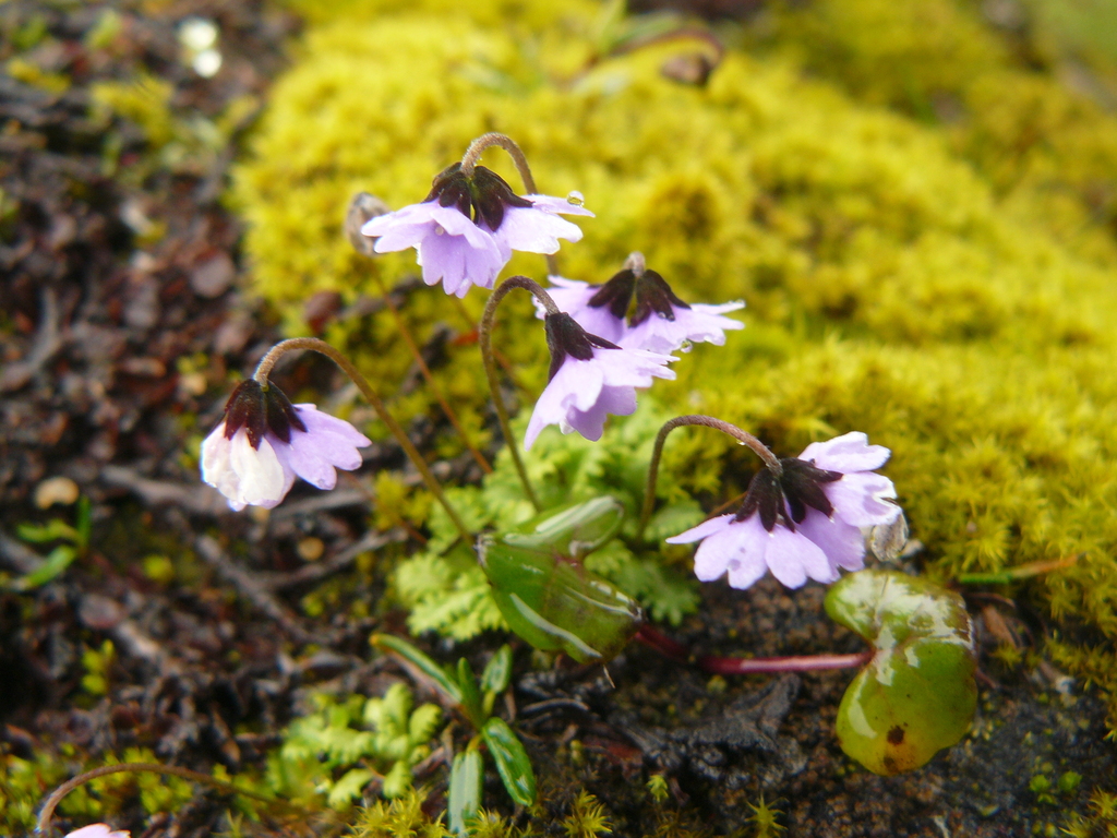 Primula sapphirina