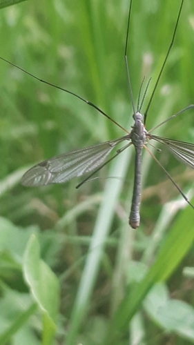 Tipula pruinosa