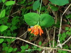 Lonicera ciliosa