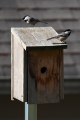 Poecile atricapillus