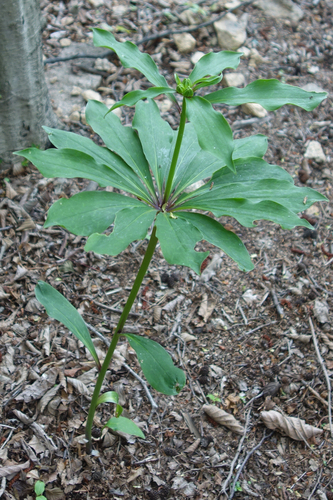 Lilium tsingtauense, photograph 4