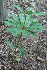 Lilium tsingtauense, photograph (c) Yuan Zhuang, some rights reserved (CC BY-SA)
