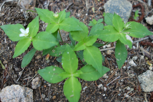 Pseudostellaria heterophylla, photograph 6