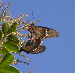 Battus polydamas polydamas